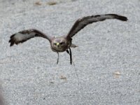 Maeusebussard 076